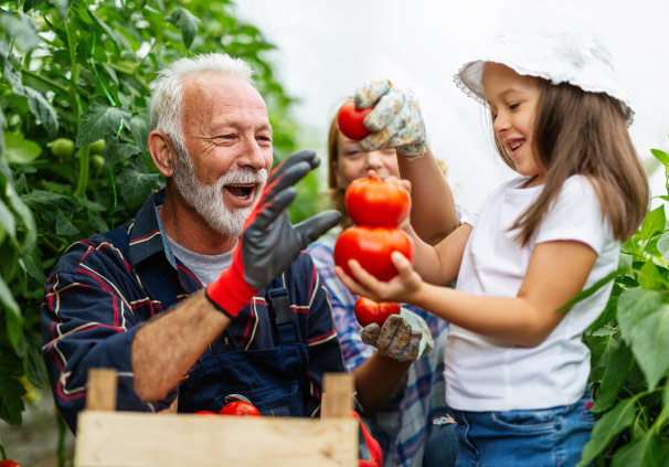 A retired man picking and stacking fresh tomatoes on a farm with his grandchildren.
