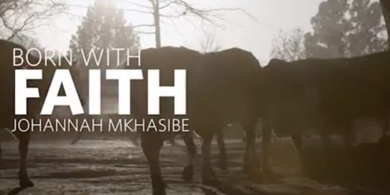 Cattle on a cattle farm.