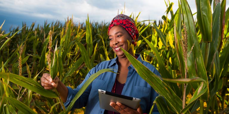 A smiling female agricultural employee surrounded by maize plants, with a tablet, accessing Human Hub.
