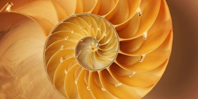 Close up view of the nautilus shell on the inside.